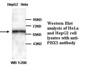 PBX3 Antibody (C-Terminus)