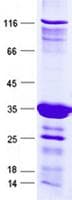 Human RPL39L Protein (Recombinant GST, N-terminus + His, C-terminus)
