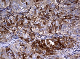 RASGRP3 / GRP3 Antibody (aa380-690, clone OTI2C11)