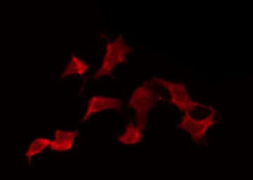 KLRK1 / CD314 / NKG2D Antibody
