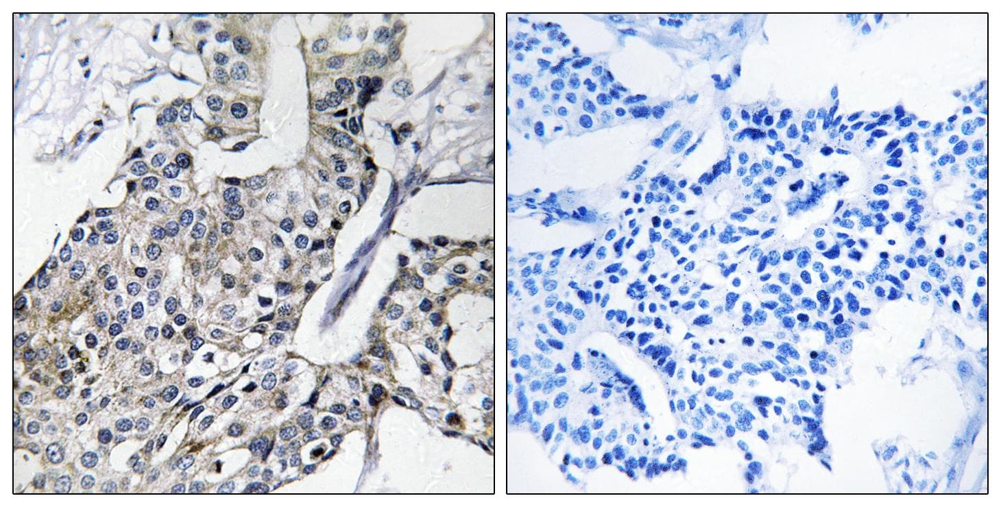 GBP4 / Mpa2 Antibody