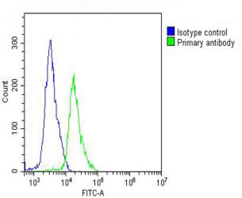 CCT8L2 Antibody (N-Terminus)