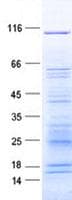 Human ZNF510 Protein (Recombinant GST-His, N-terminus)