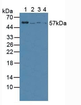 VNN1 Antibody (aa36-223)