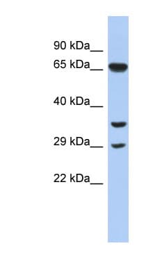 RYBP Antibody (N-Terminus)