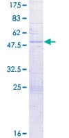 Human IGLL1 / CD179b Protein (Recombinant GST)