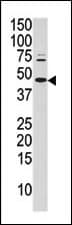 Polyclonal Rabbit anti-Human JUN / c-Jun Antibody (phospho-Ser63, IHC, WB)