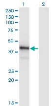 POU4F1 / BRN3A Antibody (clone 7B4)