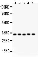 HMOX1 / HO-1 Antibody (aa1-288)