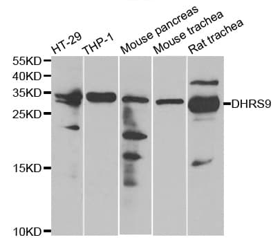 IHC-plus™ DHRS9 Antibody