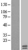 MRPL35 Protein (Over-Expression Lysate Myc-DDK (Flag))