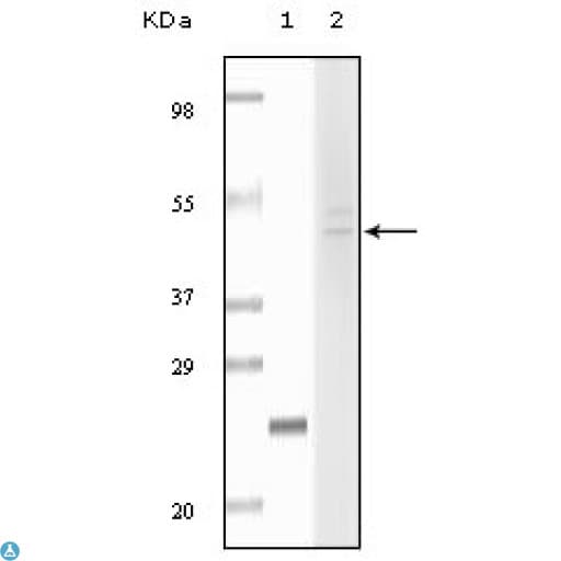 Monoclonal Mouse anti-Human FBLN5 / Fibulin 5 Antibody (IHC, WB)