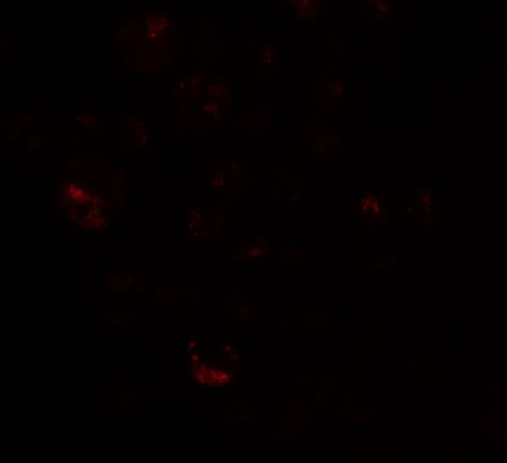 IHC-plus™ PRICKLE4 Antibody