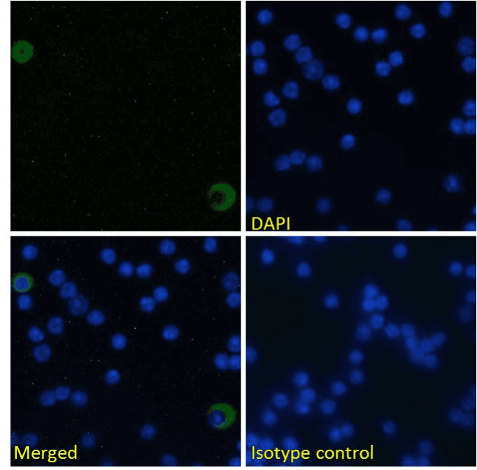 Recombinant Monoclonal Rabbit anti-Mouse CD275 / B7-H2 / ICOS Ligand Antibody (clone HK5.3, ICOSL)