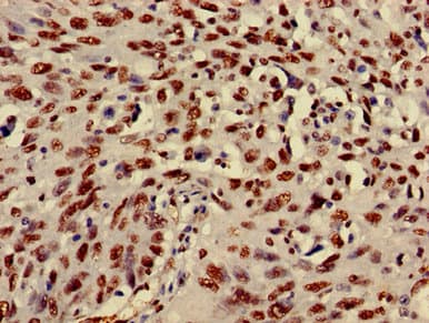 HIST1H3A Antibody