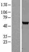 NUDT12 Protein (Over-Expression Lysate Myc-DDK (Flag))