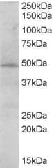 IHC-plus™ STAP2 Antibody (aa436-449)