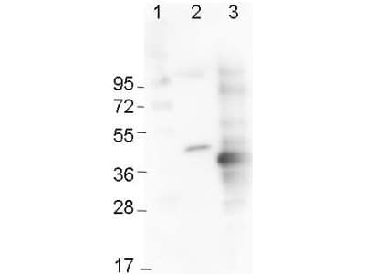 Monoclonal Mouse His Tag Antibody (clone 33D10.D2.G8, WB)