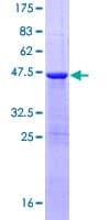 Human FAM107A / TU3A Protein (Recombinant GST)