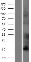 FAM83D Protein (Over-Expression Lysate Myc-DDK (Flag))