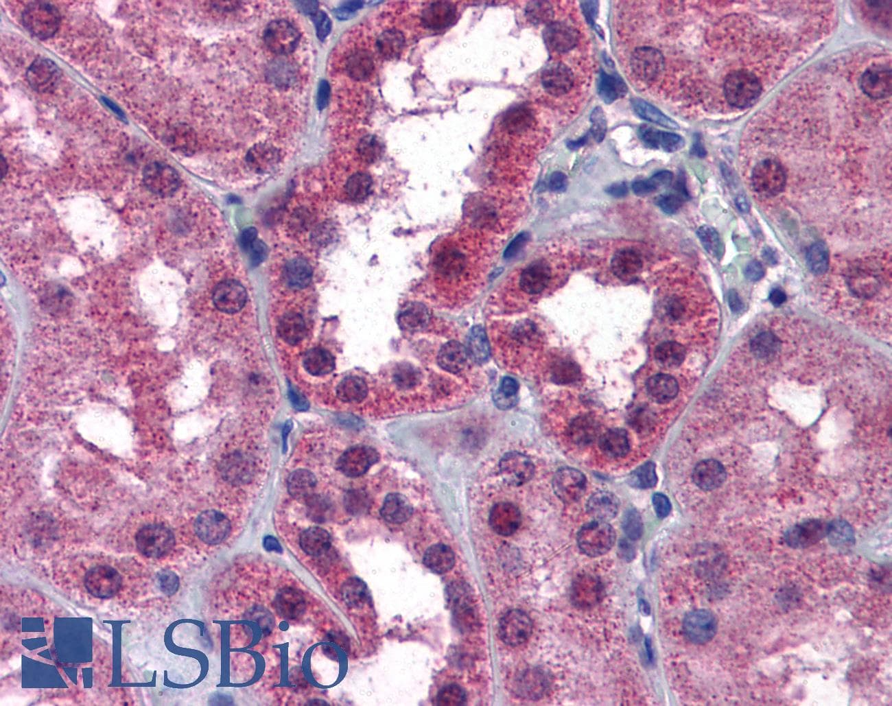 IHC-plus™ P2RX7 / P2X7 Antibody (aa13-26)