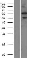PADI6 Protein (Over-Expression Lysate Myc-DDK (Flag))
