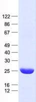 Human STARD4 Protein (Recombinant His, N-Terminal)