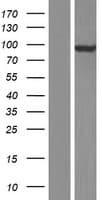 TBCK / TBCKL Protein (Over-Expression Lysate Myc-DDK (Flag))