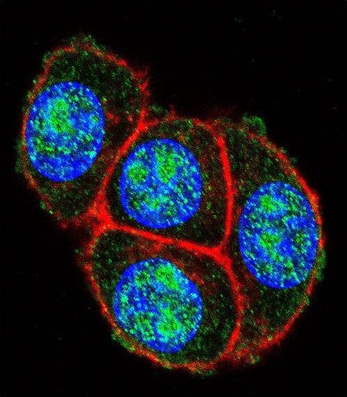 Polyclonal Rabbit anti-Human GAPDH Antibody (aa233-259, IHC, IF, WB)