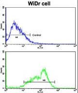 IHC-plus™ Polyclonal Rabbit anti-Human BCL2L11 / BIM Antibody (aa134-160, IHC, WB)