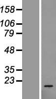 Human RPL23 / Ribosomal Protein L23 (Over-Expression Lysate Myc-DDK (Flag))