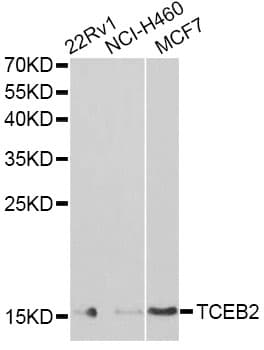 TCEB2 / Elongin B Antibody