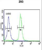 STK40 Antibody (aa372-403)