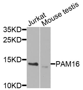 PAM16 Antibody