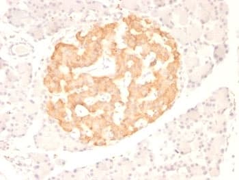 TNF Alpha Antibody (N-Terminus, clone TNF706, Azide-free, BSA-free)