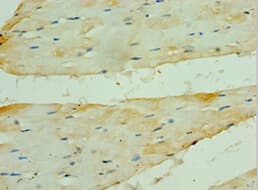PDK2 Antibody (aa128-407)