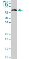 SRP68 Antibody (clone 3A3)