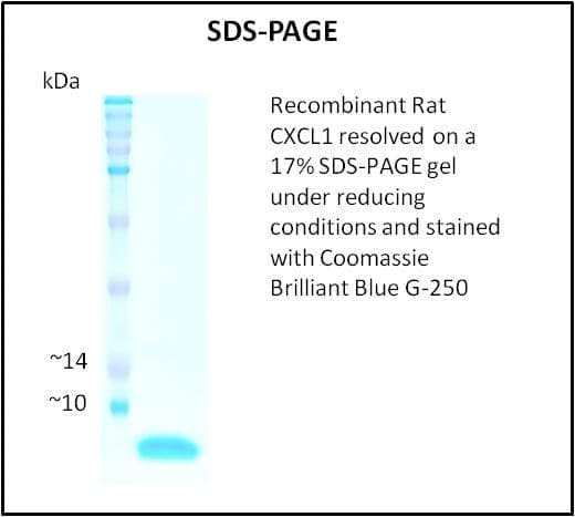 Rat CXCL1 / GRO Alpha Protein (Recombinant)