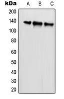 SCAF1 Antibody (N-Terminus)