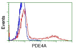 PDE4A / PDE4 Antibody (clone OTI1C8)