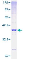 Human H2AFV Protein (Recombinant GST)