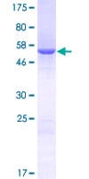 Human LACTB2 Protein (Recombinant GST)