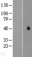 Human CSNK1G1 / CKI-Gamma 1 Protein (Over-Expression Lysate Myc-DDK (Flag))