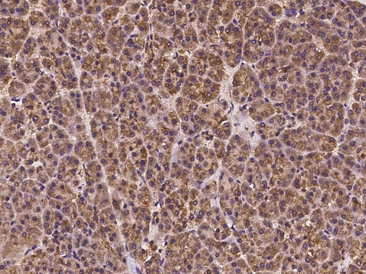 Polyclonal Rabbit anti-Human C20orf96 Antibody (IHC)
