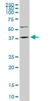 IHC-plus™ FAM50A Antibody (clone 5F10)