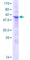 Human ERGIC1 Protein (Recombinant GST)