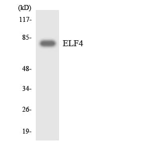 ELF4 / MEF Antibody (aa160-209)