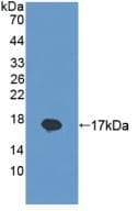 REG1B Antibody (aa23-166, APC)