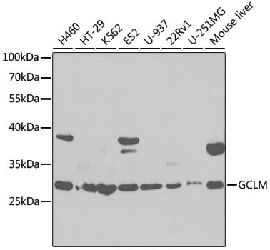 Polyclonal Rabbit anti-Human GCLM Antibody (IHC, WB)