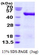 Human EIF4A3 Protein (Recombinant His)